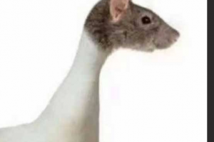 指鼠为鸭 通报称江西工业职业技术学院学校食堂异物竟为鸭脖 咕咕鸟事件同一学校