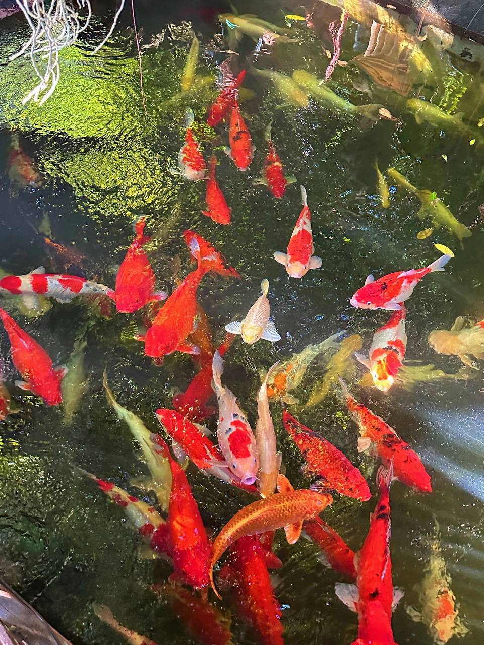 #泰国?? #曼谷 #素材   ⛳️ Baan Suan Sathon 坐地铁Khlong Toei 步行800m   一定要?天气的时候去 阳光撒进餐厅 美轮美奂～