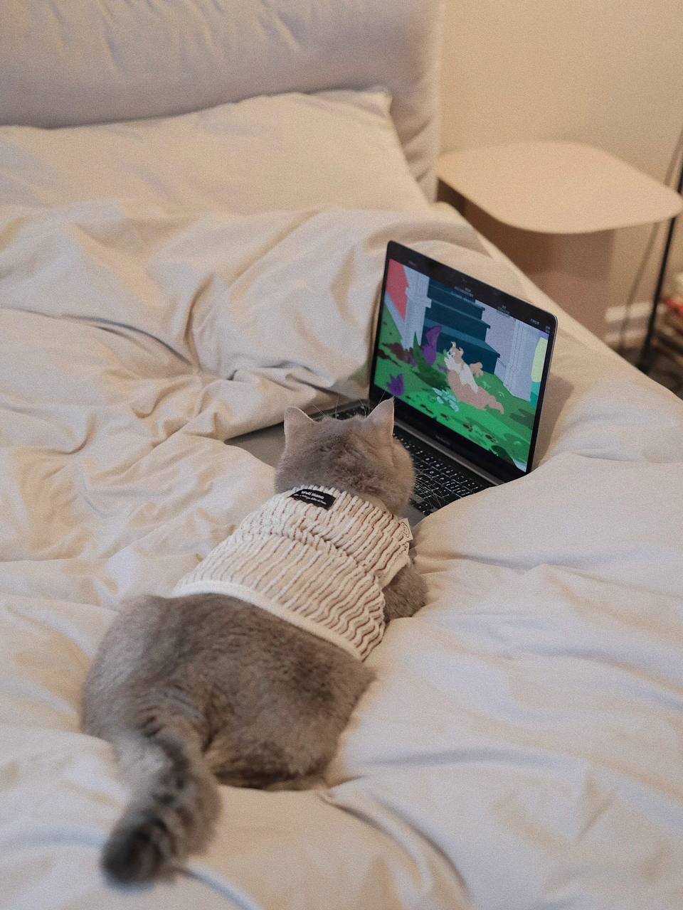 #宠物 #猫 #居家