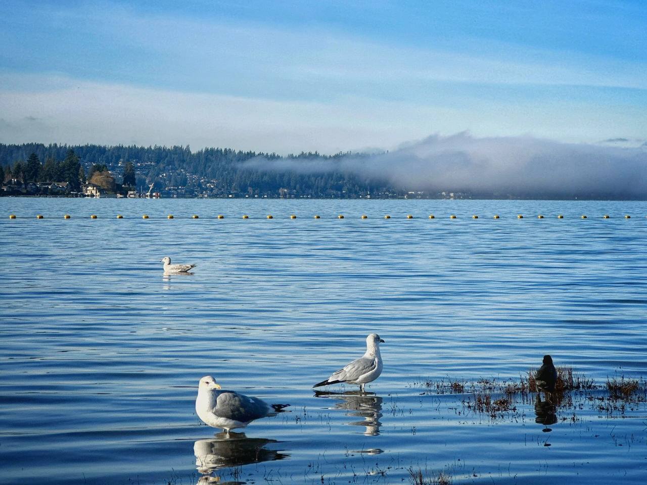 #美国?? #西雅图   西雅图 Sammamish 州立公园  Sammamish state park位于90号公路旁边Bellevue和Issaquah交界的地方。需要Discover pass.