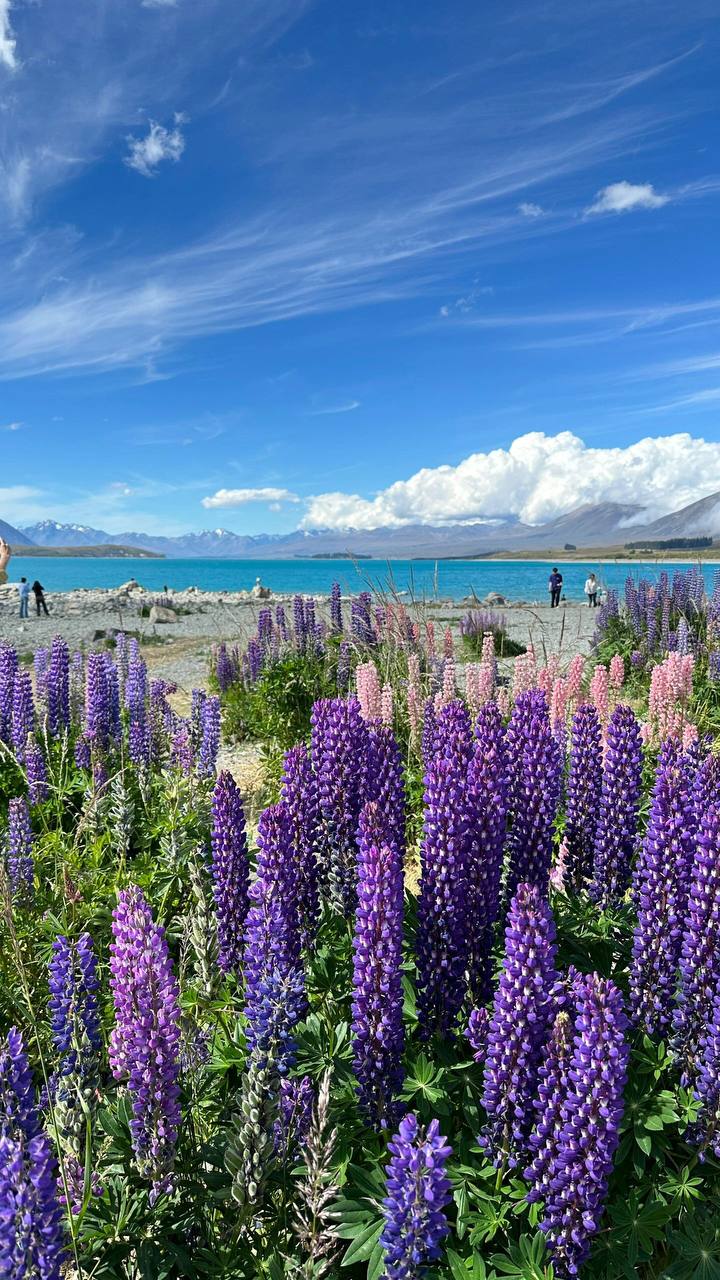 #新西兰?? #风景 #素材 Lake Takapo 南岛绝美特加波湖 12月盛开的鲁冰花