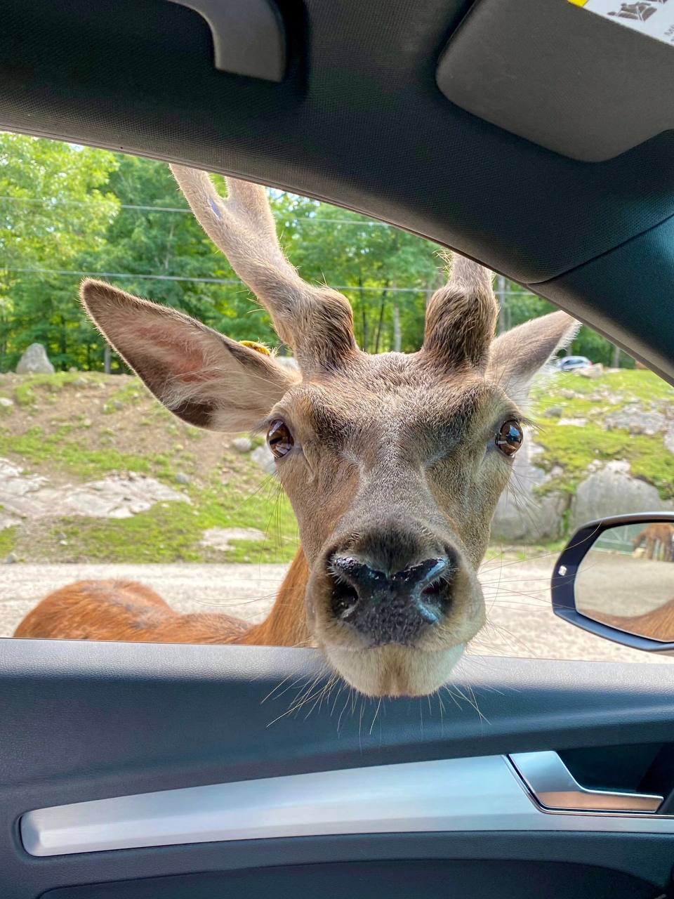 #加拿大 ??  魁北克野生动物园