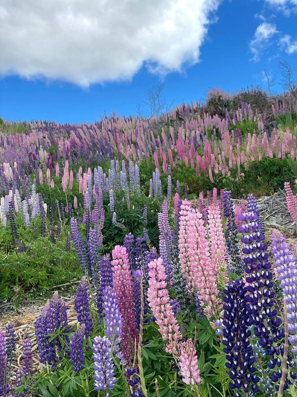 #新西兰?? #皇后镇