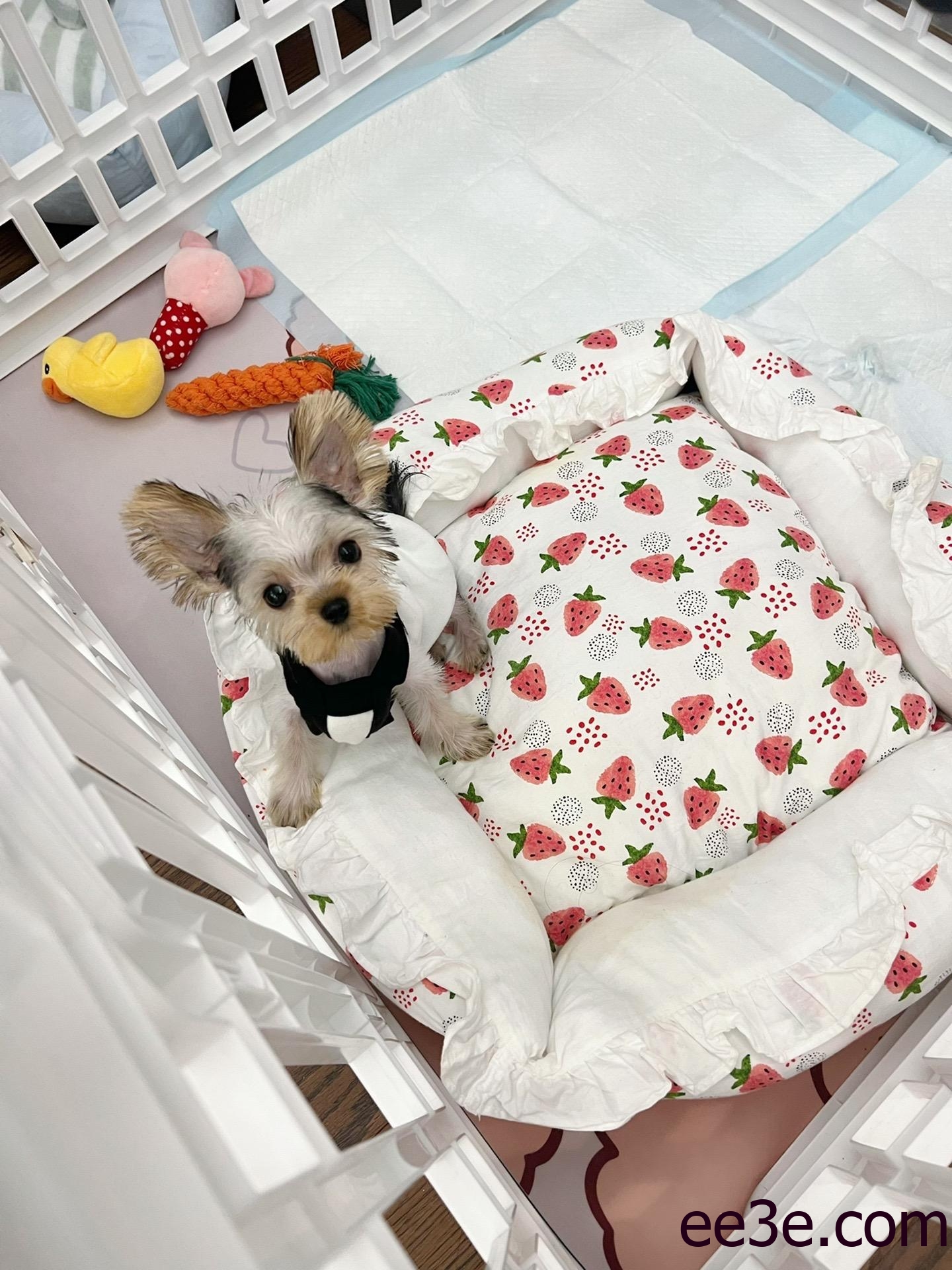 不爱笑的赛琳今日精彩呈现，微密圈的绝美写真