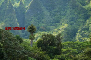 山火无情！夏威夷毛伊岛发生山火事件 前后对比惨烈 逃生者跳入大海保命！